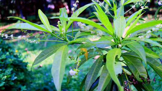 Evodiasuaveolensscheff或该花园中的zodia植物图片