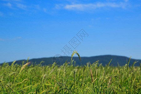 田间绿稻穗的景象图片