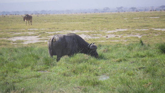 Amboseli公园的水牛图片