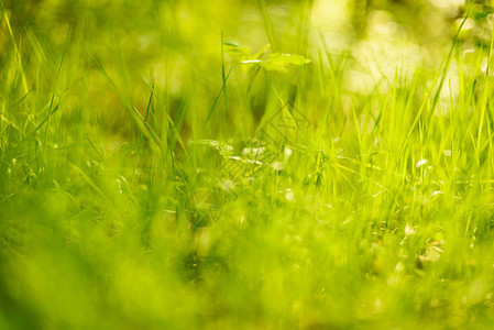 夏日阳光背景照亮的草背图片