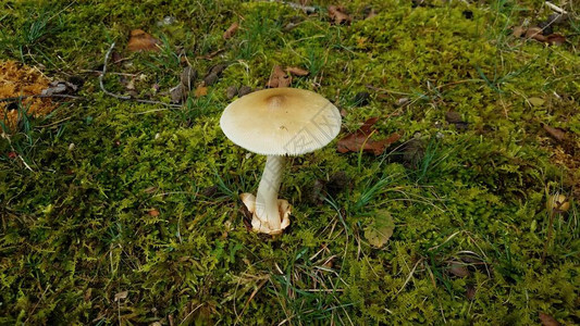 地上绿色苔藓上的棕色和白色蘑菇图片
