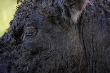 半熟牛头肉图片_半熟牛头肉素材_半熟牛头肉高清图片_摄图网图片下载