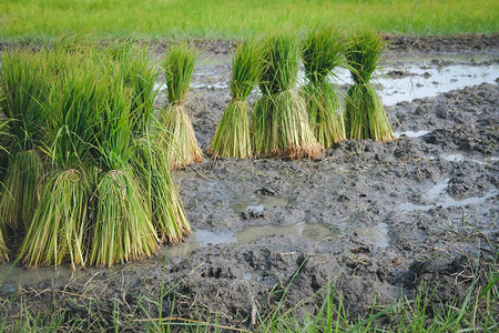 泰国农村稻田种植水稻苗图片