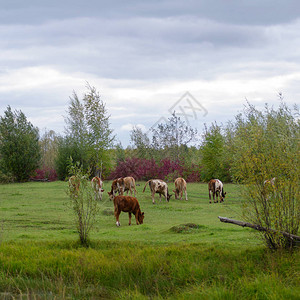 北方小雅库特人牛在沼泽附近的小树中在图片