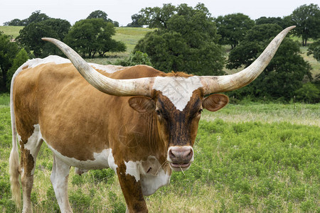 一头浅棕色长角公牛的特写镜头图片