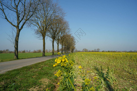 春天在德国穆恩斯特兰背景图片