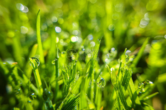 绿草上滴露的大型露水图片