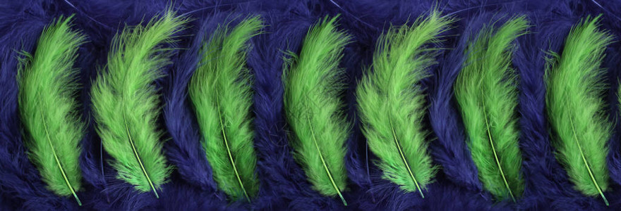 浅绿色羽毛躺在海军蓝羽的背景上从上面查看Banne图片