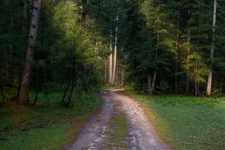 进入绿色山谷自然景观的森林道路图片