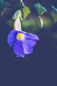 背景自然花藤本全花紫色花朵背景图片