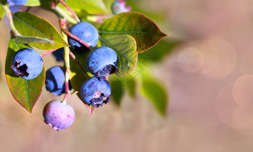 花园灌木丛上新鲜的蓝莓健康的果图片