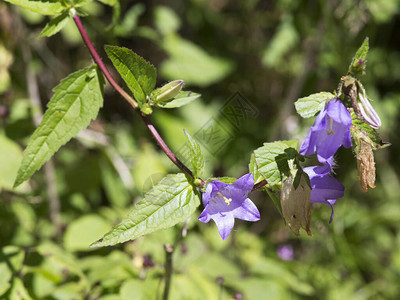 夏季在意大利用花种植的campanu图片