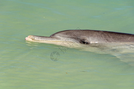 海洋生物海豚图片