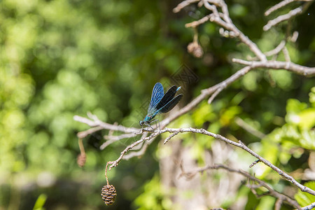 蓝蜻蜓安静地在叶子上休息背景图片