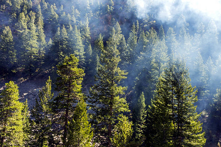 太阳光线穿过秋天拍摄的迷雾森林图片