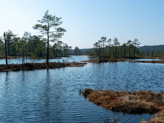 背景是小沼泽池塘和沼泽松图片