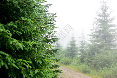 树针苗圃植物树枝针叶树常青松图片