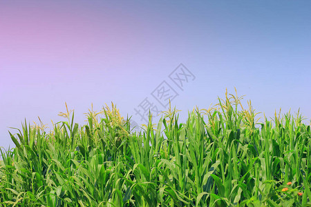 印度绿色玉米农场背景图片