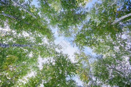 从下面到蓝天的绿色冠树视图树的绿色冠反对天空从下面背景图片