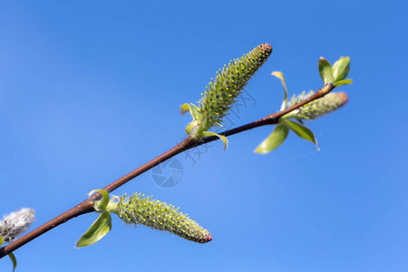 春天有绿芽的特写柳枝图片