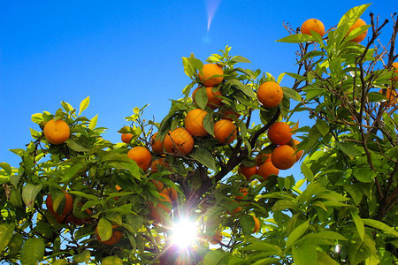 在树上摘橙子果实和阳光图片