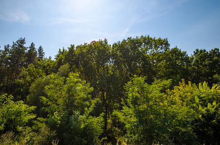 绿色森林和清楚的蓝天的样式图片
