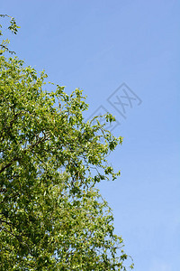 龙爪柳树反对蓝天拉丁名SalixmatsudanaTo背景图片