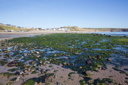 Aberdaron海滩与绿色海草Llyn半岛Gwynedd威尔士流图片