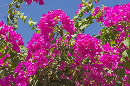 关于在农村花园布置中花朵和粉红色花卉的罗花布加林维亚植背景图片