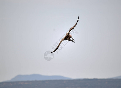 西班牙天空中飞翔的秃鹰图片