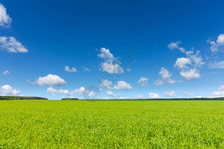 美丽的农林地貌蓝色的天空和绿色的植物图片