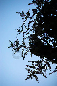 蓝天背景芒果树的剪影拍摄背景图片