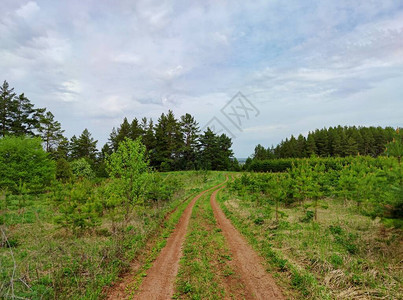 森林附近的农村道路图片