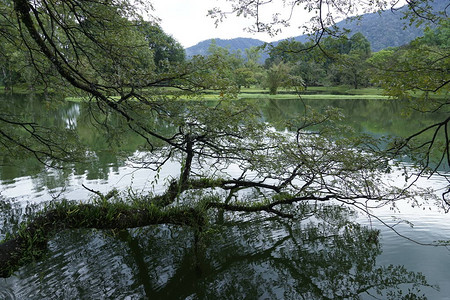 位于马来西亚佩拉克Perak的太平湖背景图片