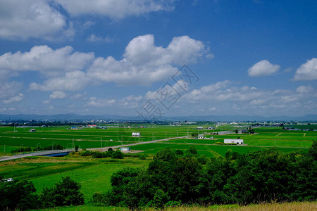 夏季北海道的稻田图片