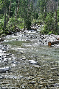 山区河流谷景观塔特拉山脉涧松树和山图片