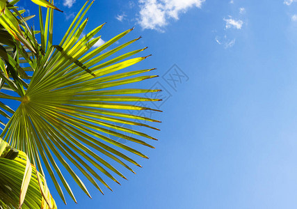 面对蓝天的光照着棕榈树叶图片