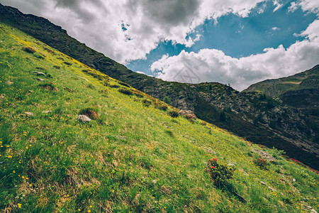 高山景观与杜鹃花图片