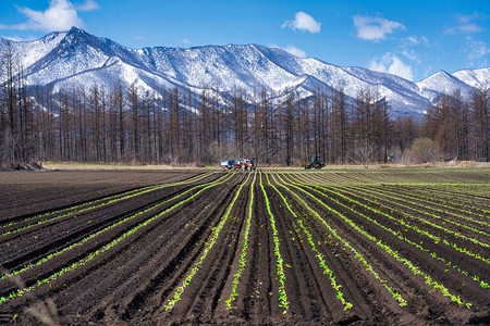 北海道春天的山野图片