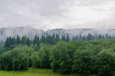晨雾山间绿树烟图片