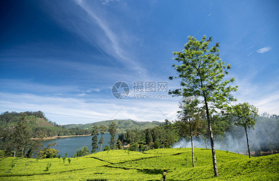 斯里兰卡Maskeliya地区美丽的茶图片