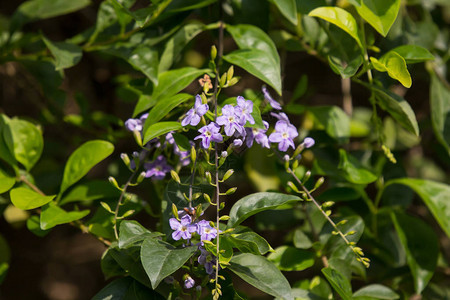 小白混合紫花或Dura图片