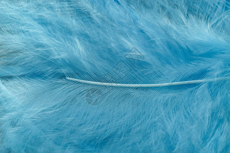 紧贴的蓝色趋势鸟羽毛图案背景图片