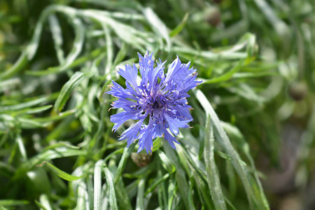 蓝花拉丁名青花Centaureac图片