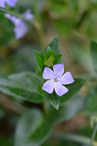 小长春花拉丁名图片