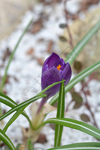 春番红花拉丁名Crocus图片