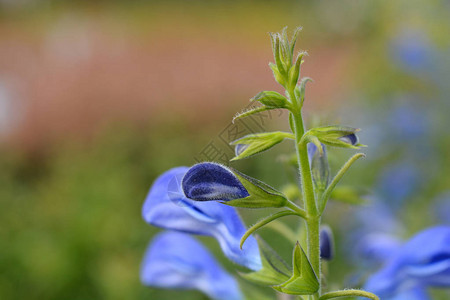 龙胆鼠尾草蓝花蕾拉丁名Salvia图片