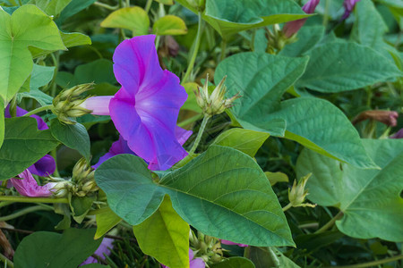 紫薯详情页清晨的光辉植物花朵和鲜花背景