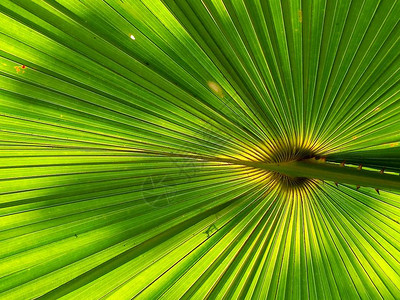棕榈叶分布精美棕榈叶的光影背景图片
