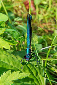 草地上美丽的蓝蜻蜓图片